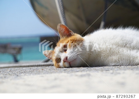 くつろぐ猫 くつろぐ猫 87293267