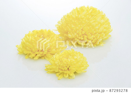 食用菊 食用菊 87293278