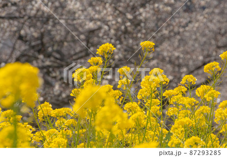 菜の花と梅畑　和歌山県日高郡みなべ町 87293285