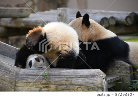 逆さまになるのが好きな子パンダと母親パンダ 87293307