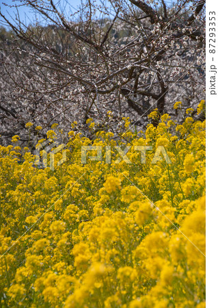 春到来 菜の花と梅畑 和歌山県日高郡みなべ町 春到来 菜の花と梅畑 和歌山県日高郡みなべ町 87293353
