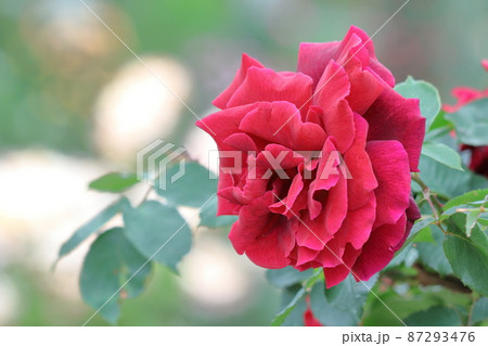 花の女王 花の女王 87293476