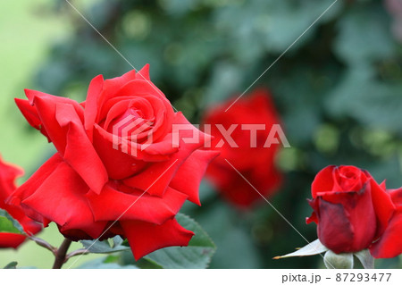花の女王 花の女王 87293477