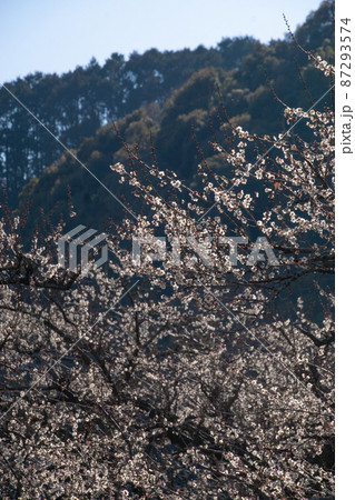 満開の梅畑 和歌山県田辺市中芳養付近 満開の梅畑 和歌山県田辺市中芳養付近 87293574