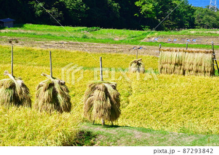 村上中浜の棚田(新潟県) 村上中浜の棚田(新潟県) 87293842
