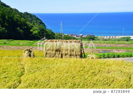 村上中浜の棚田(新潟県) 村上中浜の棚田(新潟県) 87293849