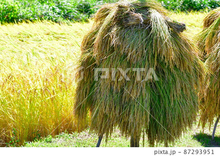 村上中浜の棚田（新潟県） 87293951