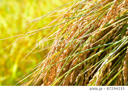 村上中浜の棚田　稲穂イメージ（新潟県） 87294235