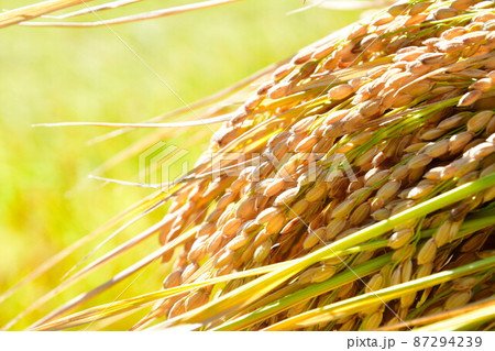 村上中浜の棚田　稲穂イメージ（新潟県） 87294239