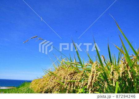 村上中浜の棚田　稲穂イメージ（新潟県） 87294246