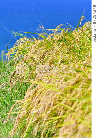 村上中浜の棚田　稲穂イメージ（新潟県） 87294249