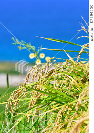 村上中浜の棚田　稲穂イメージ（新潟県） 87294250