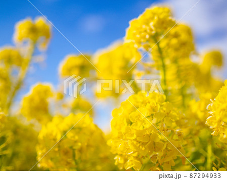 花(菜の花畑) 花(菜の花畑) 87294933