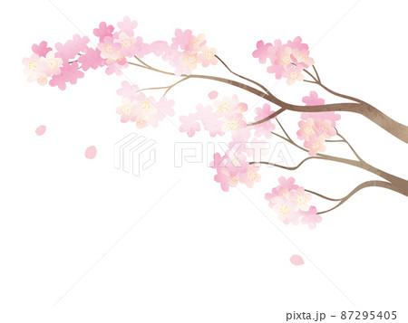 満開の桜の枝イラストのイラスト素材