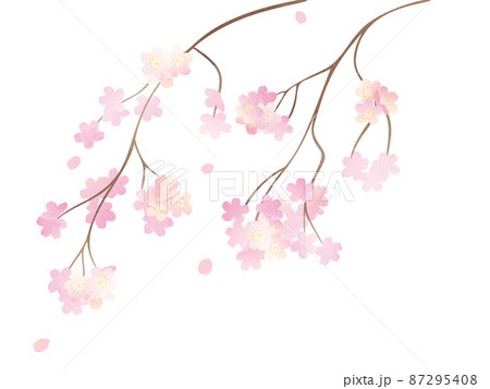満開の枝垂れ桜イラスト 満開の枝垂れ桜イラスト 87295408