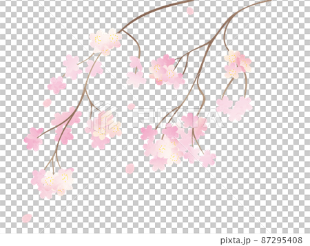 満開の枝垂れ桜イラスト 満開の枝垂れ桜イラスト 87295408