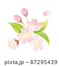 桜の水彩風イラスト 87295439