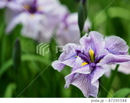 花菖蒲(伊勢崎 赤堀花しょうぶ園) 花菖蒲(伊勢崎 赤堀花しょうぶ園) 87295588