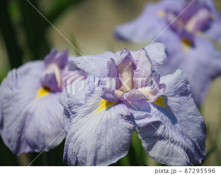 花菖蒲(伊勢崎 華蔵寺公園) 花菖蒲(伊勢崎 華蔵寺公園) 87295596