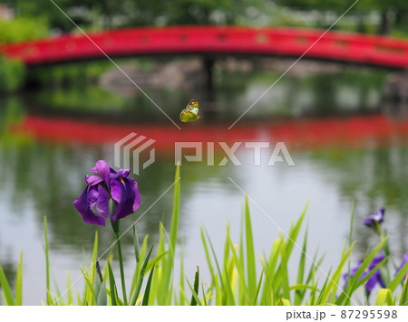 花菖蒲(高崎 浜川運動公園) 花菖蒲(高崎 浜川運動公園) 87295598