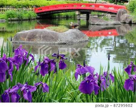 花菖蒲(高崎 浜川運動公園) 花菖蒲(高崎 浜川運動公園) 87295602