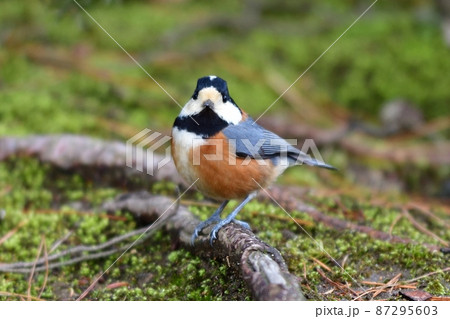 正面向くヤマガラ 87295603