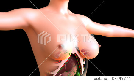 Female Lymph Nodes and mammary glands Anatomy For Medical Concept 3D 87295774