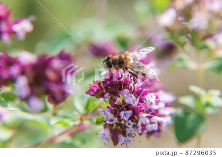 Honey bee covered with yellow pollen drink nectar, pollinating pink flower. Inspirational natural floral spring or summer blooming garden or park background. Life of insects. Macro close up 87296035