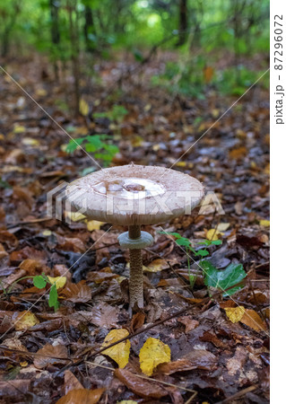 Photography to theme beautiful mushroom amanita Muscaria in forest 87296072