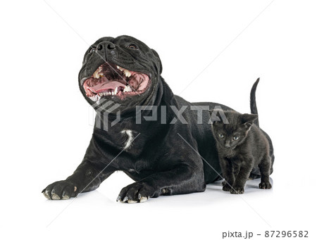 staffordshire bull terrier and kitten 87296582