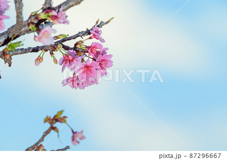 晴れた日に咲く沖縄の桜 晴れた日に咲く沖縄の桜 87296667