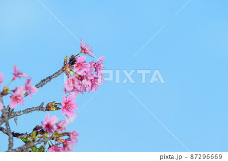 晴れた日に咲く沖縄の桜 晴れた日に咲く沖縄の桜 87296669