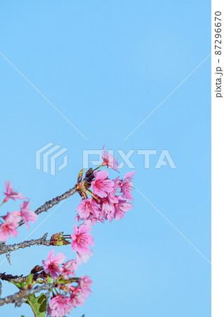 晴れた日に咲く沖縄の桜 晴れた日に咲く沖縄の桜 87296670