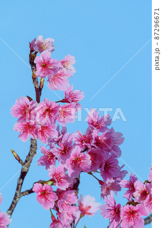 晴れた日に咲く沖縄の桜 晴れた日に咲く沖縄の桜 87296671