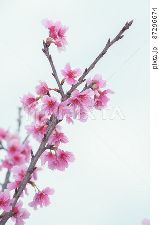 沖縄の桜、寒緋桜、緋寒桜 沖縄の桜、寒緋桜、緋寒桜 87296674