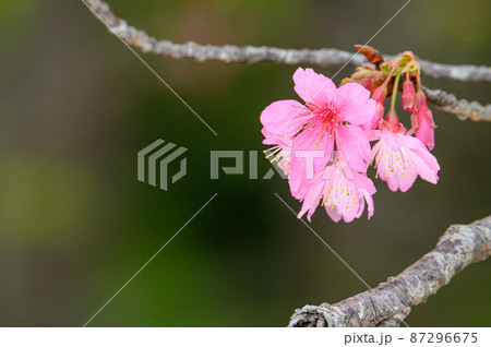 沖縄の桜、寒緋桜、緋寒桜 沖縄の桜、寒緋桜、緋寒桜 87296675