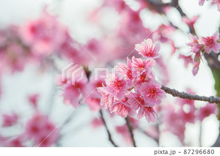 沖縄の桜、寒緋桜、緋寒桜 沖縄の桜、寒緋桜、緋寒桜 87296680