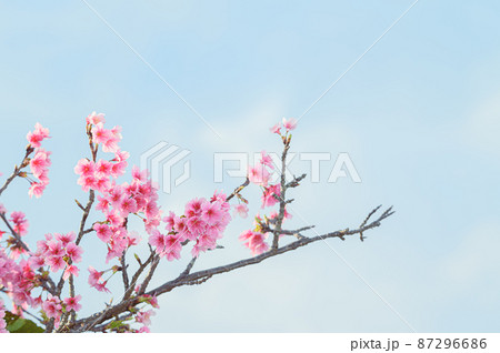 晴れた日に咲く沖縄の桜 晴れた日に咲く沖縄の桜 87296686