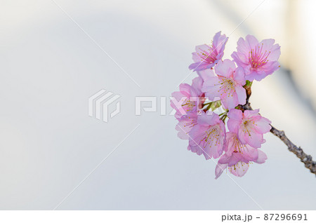 沖縄の桜、寒緋桜、緋寒桜 沖縄の桜、寒緋桜、緋寒桜 87296691
