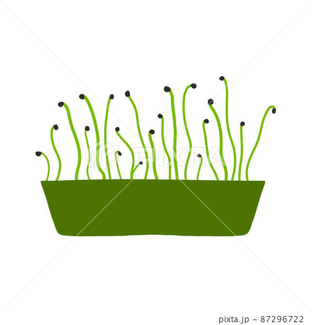 Pot of microgreens. Microgreens peas, radish, onion, arugula. sunflower, beets and others. Vector illustration isolated on white background. Drawn style. 87296722
