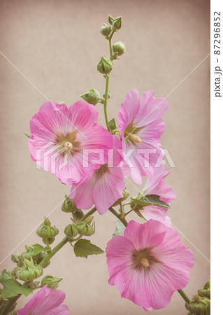 Gentle malva hibiscus flowers branches vintage soft frame Gentle malva hibiscus flowers branches vintage soft frame 87296852