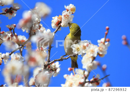 梅の密を吸うメジロ 梅の密を吸うメジロ 87296932
