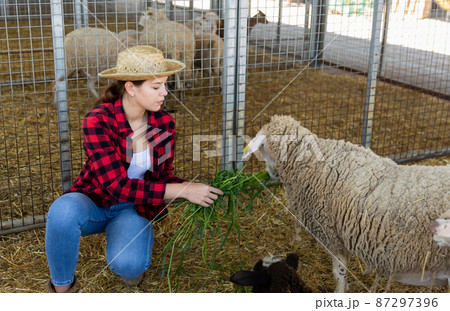 Woman farm worker taking care of sheep Woman farm worker taking care of sheep 87297396