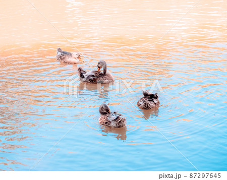 Four gray ducks swims in a green muddy pond in the park on a sunny day Four gray ducks swims in a green muddy pond in the park on a sunny day 87297645