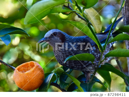 ミカンを食べに来たヒヨドリ ミカンを食べに来たヒヨドリ 87298411