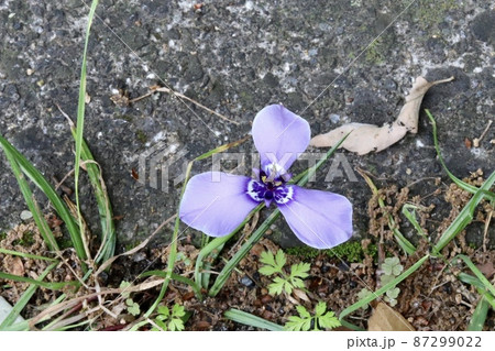 チリアヤメ 87299022