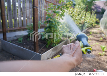 A man's hand spraying an aqueous solution on plants under pressure. Watering a raspberry bush in the garden. Gardening concept. High quality 4k footage A man's hand spraying an aqueous solution on plants under pressure. Watering a raspberry bush in the garden. Gardening concept. High quality 4k footage 87299097
