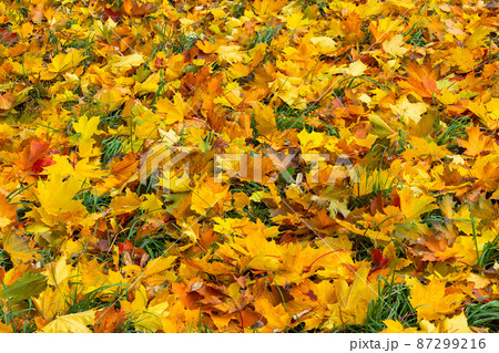 fallen autumn maple leaves on green grass full-frame background at cloudy day fallen autumn maple leaves on green grass full-frame background at cloudy day 87299216