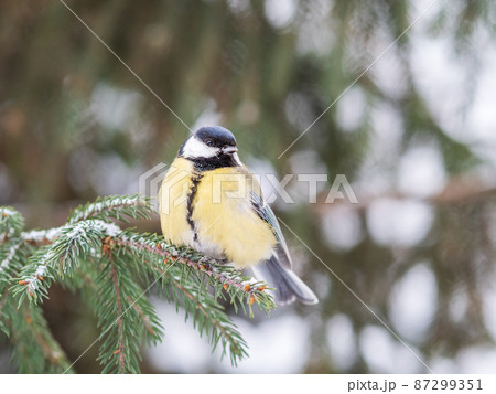 Cute bird Great tit, songbird sitting on the fir branch with snow in winter Cute bird Great tit, songbird sitting on the fir branch with snow in winter 87299351