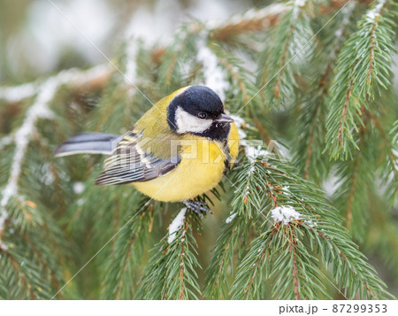 Cute bird Great tit, songbird sitting on the fir branch with snow in winter Cute bird Great tit, songbird sitting on the fir branch with snow in winter 87299353